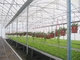 미리 제조하는 빛 철골 구조물 농업 야채 온실 Q235 ISO9001