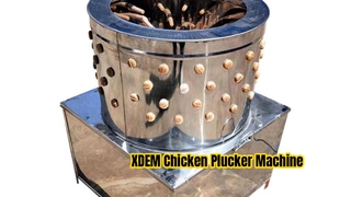 XDEM 상업용 치킨 플러커 기계 60 배럴 스테인레스 스틸 가금류 제모기(닭 오리용)
