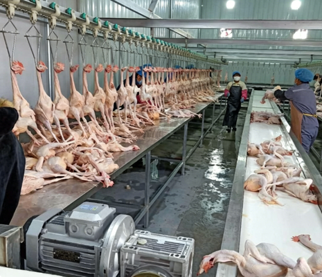 가금류 가공 기계 PLC 제어 3-5KW 모터 전력 고효율 닭 오리 거위 도살 생산 라인 CE 인증